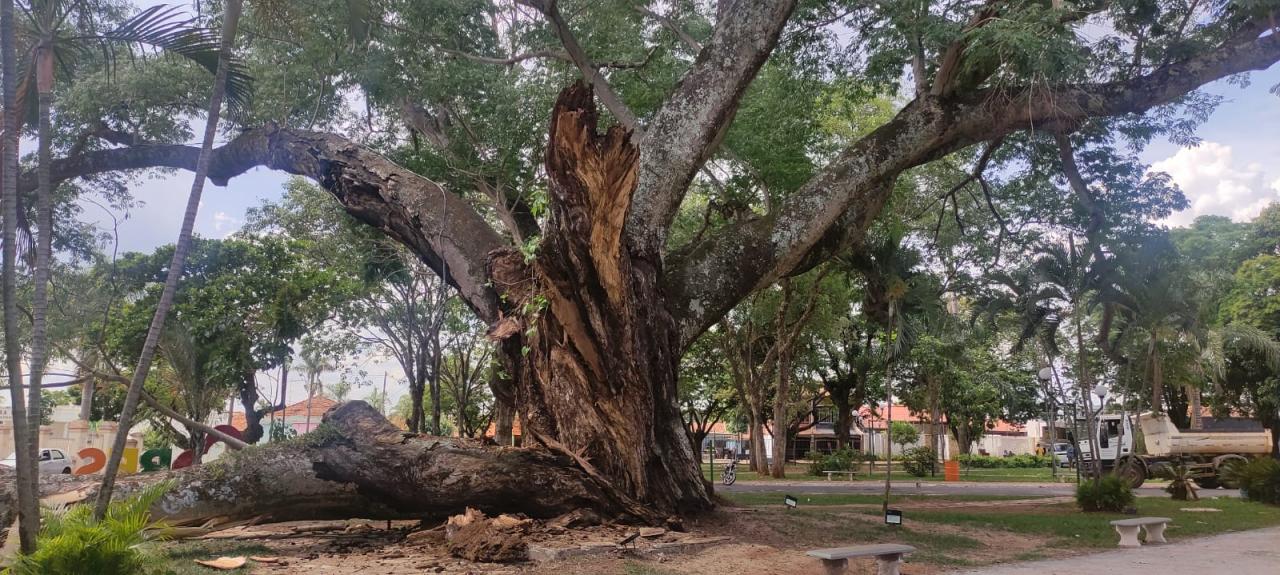 Foto 11 de 13 — Cai parte do Timburi, árvore histórica de Boa Esperança do Sul